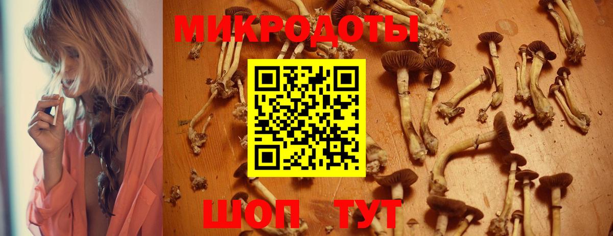 Псилоцибиновые грибы Psilocybe Киселёвск